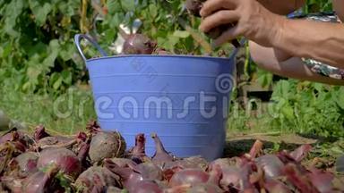 一个<strong>老农</strong>夫的手在桶里从种植园里收集成熟的红洋葱